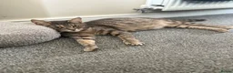 Mixed Breed cats for sale: Kittens looking for new homes. Mix breed  - Advert 7
