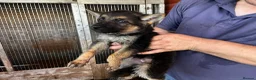 German Shepherd dogs for sale: German shepherd puppies  - Advert 5