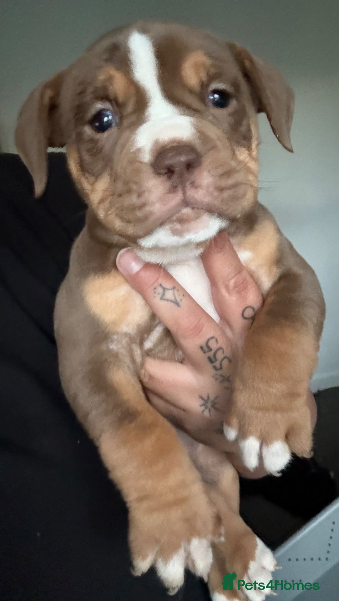 Olde English Bulldogge dogs Beautiful old English Bulldog Puppies for sale  - Advert 14
