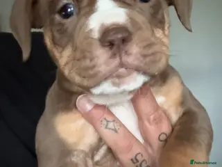 Olde English Bulldogge dogs Beautiful old English Bulldog Puppies for sale - Advert 1