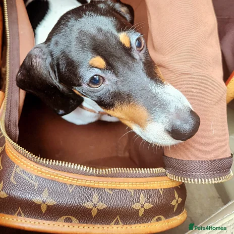 Dachshund dogs - Advert 5