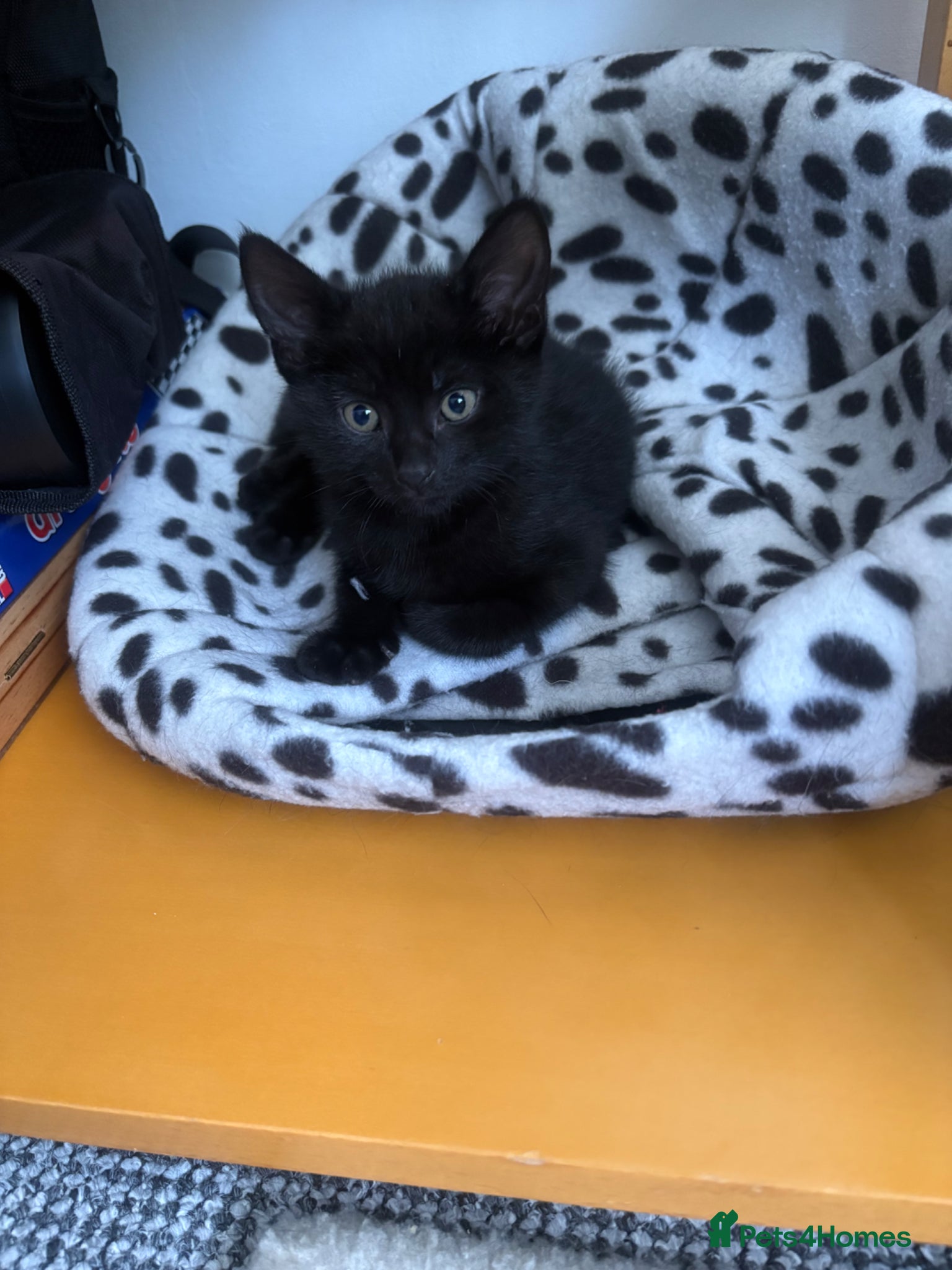 Mixed Breed cats for sale: 3 black kittens (boys) - Advert 15