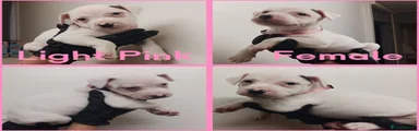 Staffordshire Bull Terrier 5