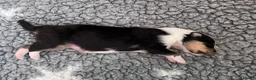 Rough Collie dogs for sale: Clear Non-carriers DM-CEA-MDR1-PRA. 0% inbreeding. - Advert 6