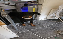Dobermann dogs for sale: Loving doberman to loving home only. - Image 5