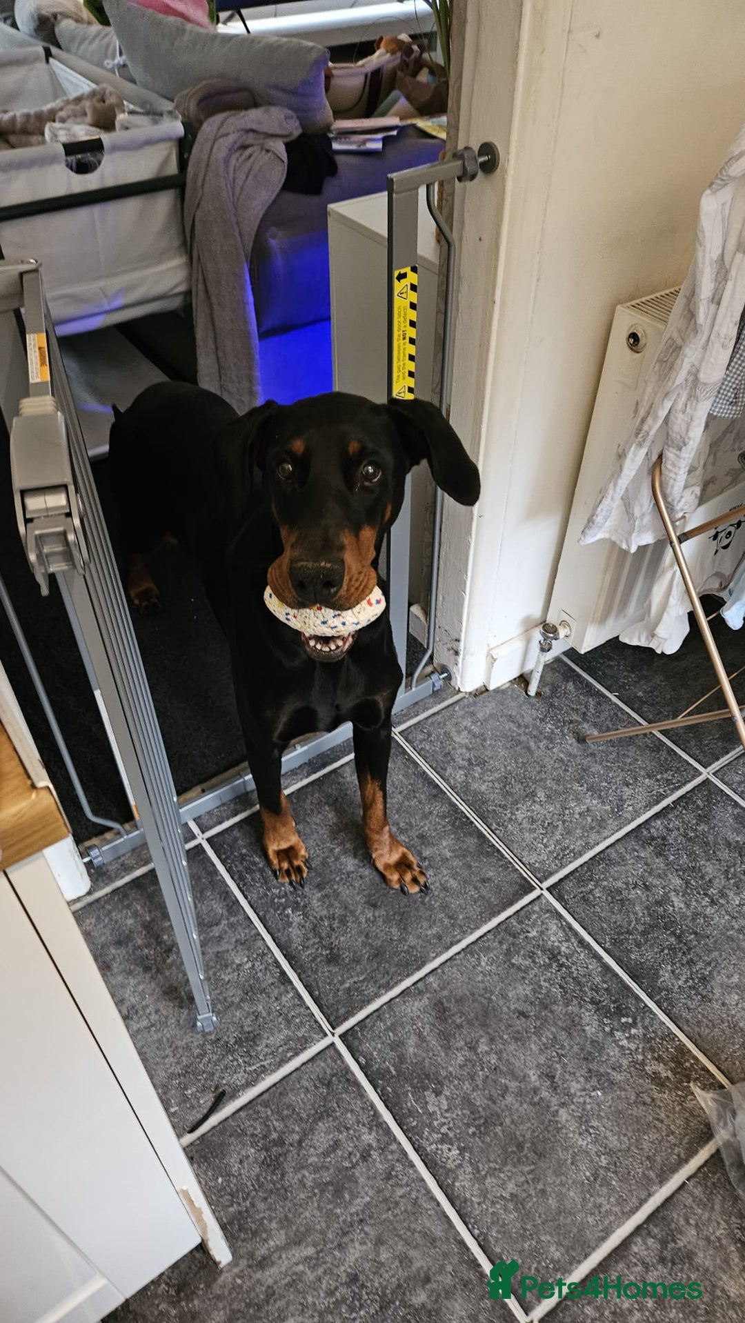 Dobermann dogs for sale: Loving doberman to loving home only. - Image 5