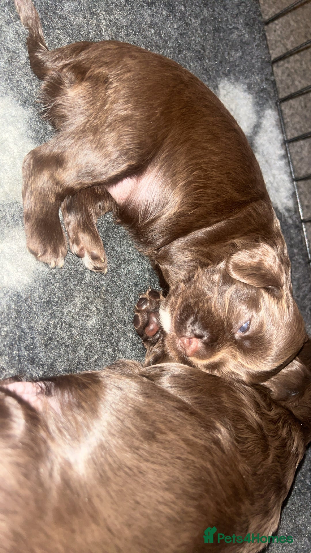 Sprocker dogs for sale: Beautiful litter of 4🫶 - Advert 4