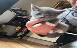 Mixed Breed cats for sale: Stunning litter of 4 - Image 22