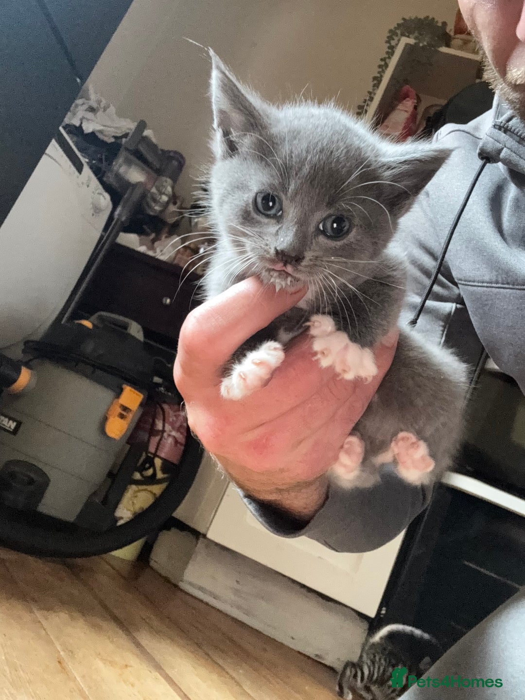 Mixed Breed cats for sale: Stunning litter of 4 - Image 22