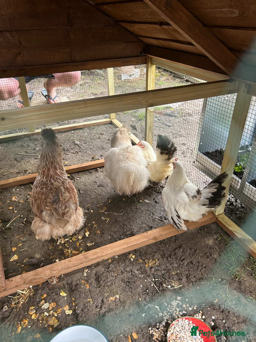 Chickens poultry for sale: 4 hens for sale  - Advert 1
