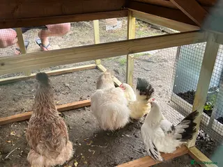 Chickens poultry 4 hens for sale - Advert 14