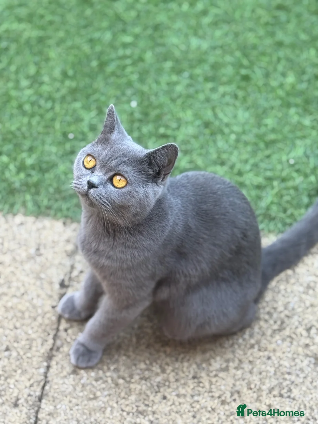 British Shorthair cats for sale: British shorthair kittens  - Advert 1