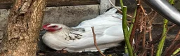 Chickens poultry for sale: 4 Hens for £70 in Manchester - Advert 16
