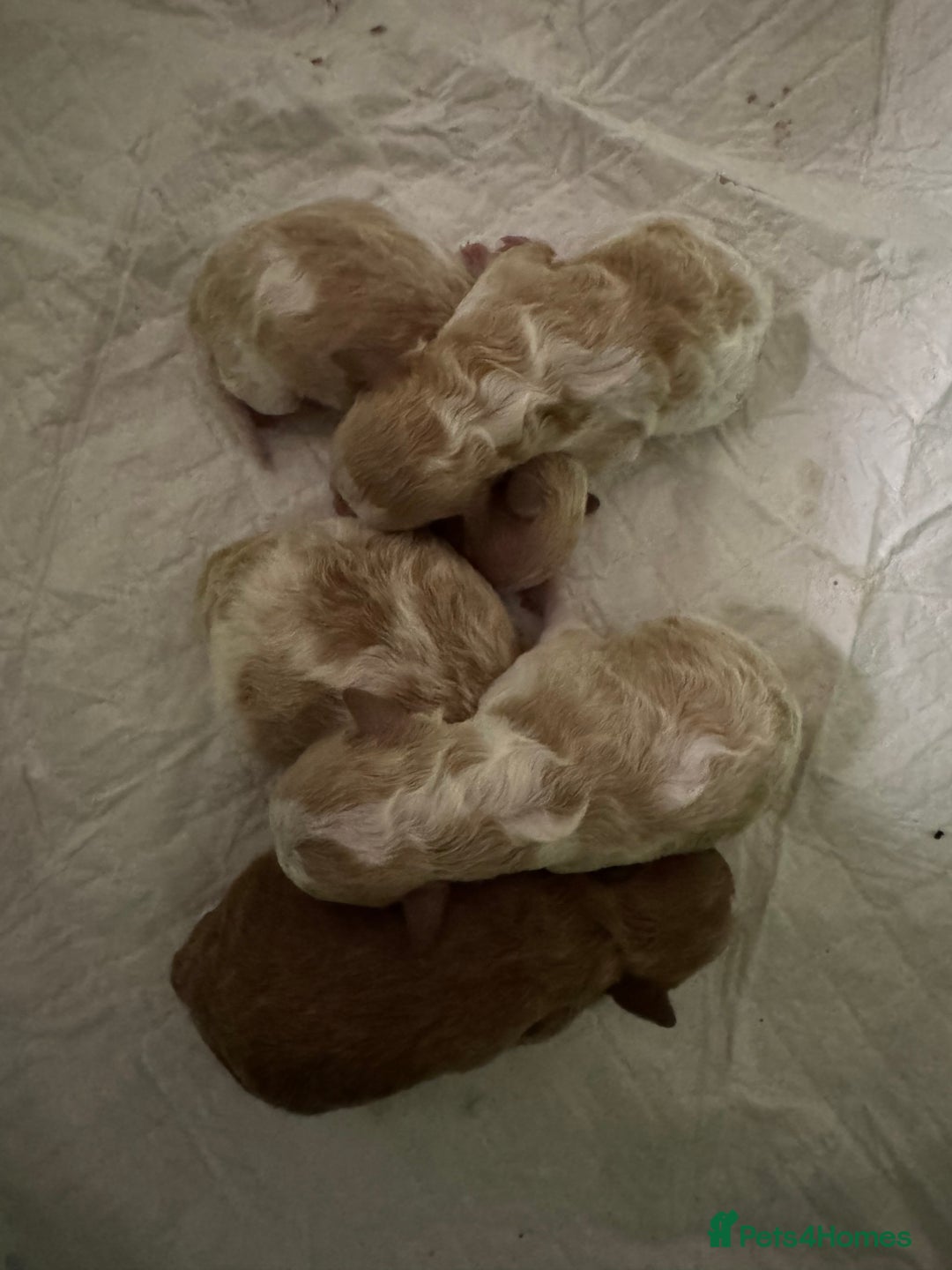 Toy Poodle dogs for sale: Tiny, rare parti poodle puppies. Red & white.  - Image 9