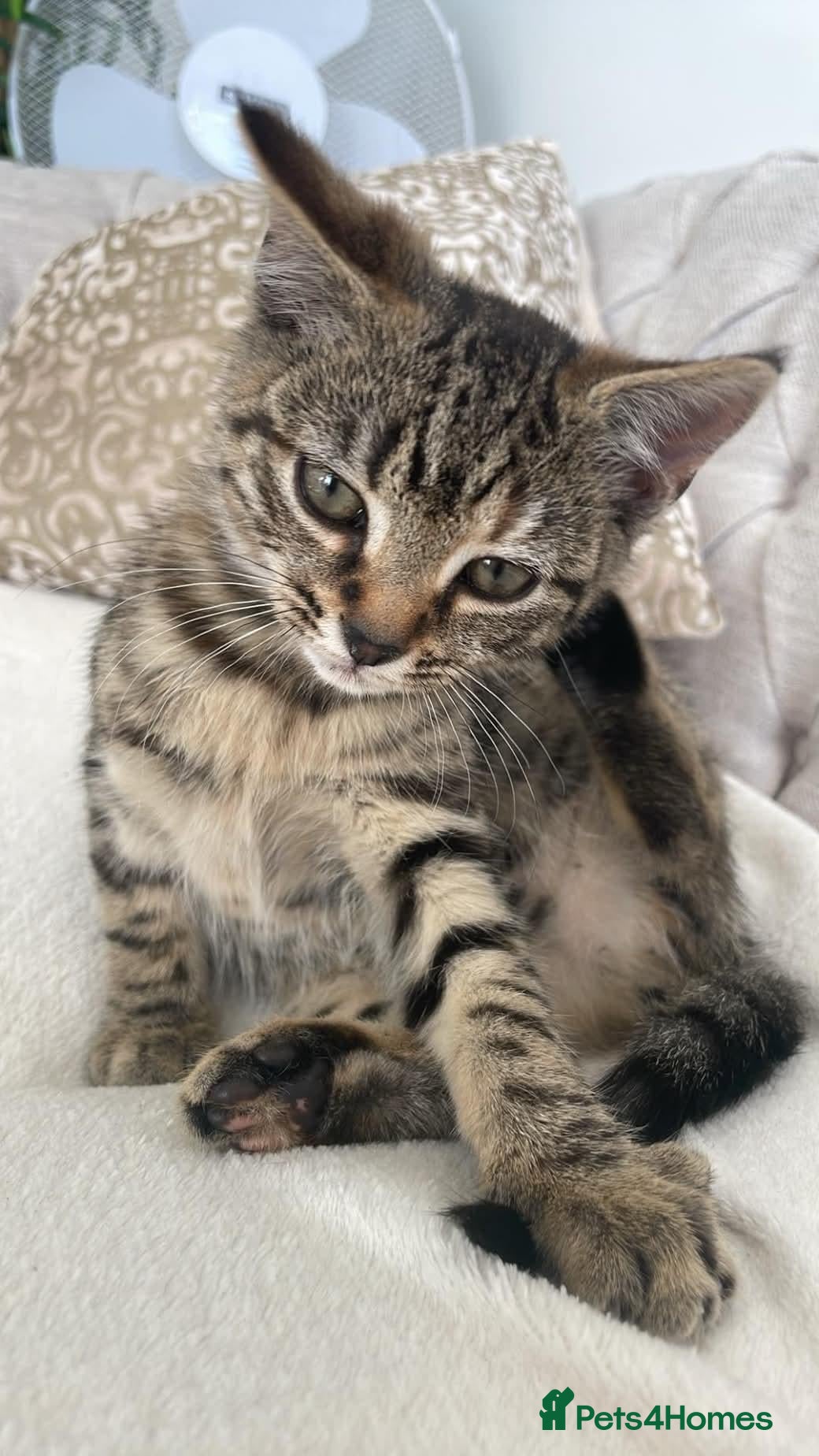 Domestic Shorthair cats CUDDLY KITTEN - Advert 15