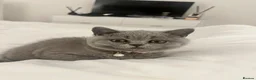 British Shorthair cats for sale: British shorthair female kitten GCCF registered - Advert 9