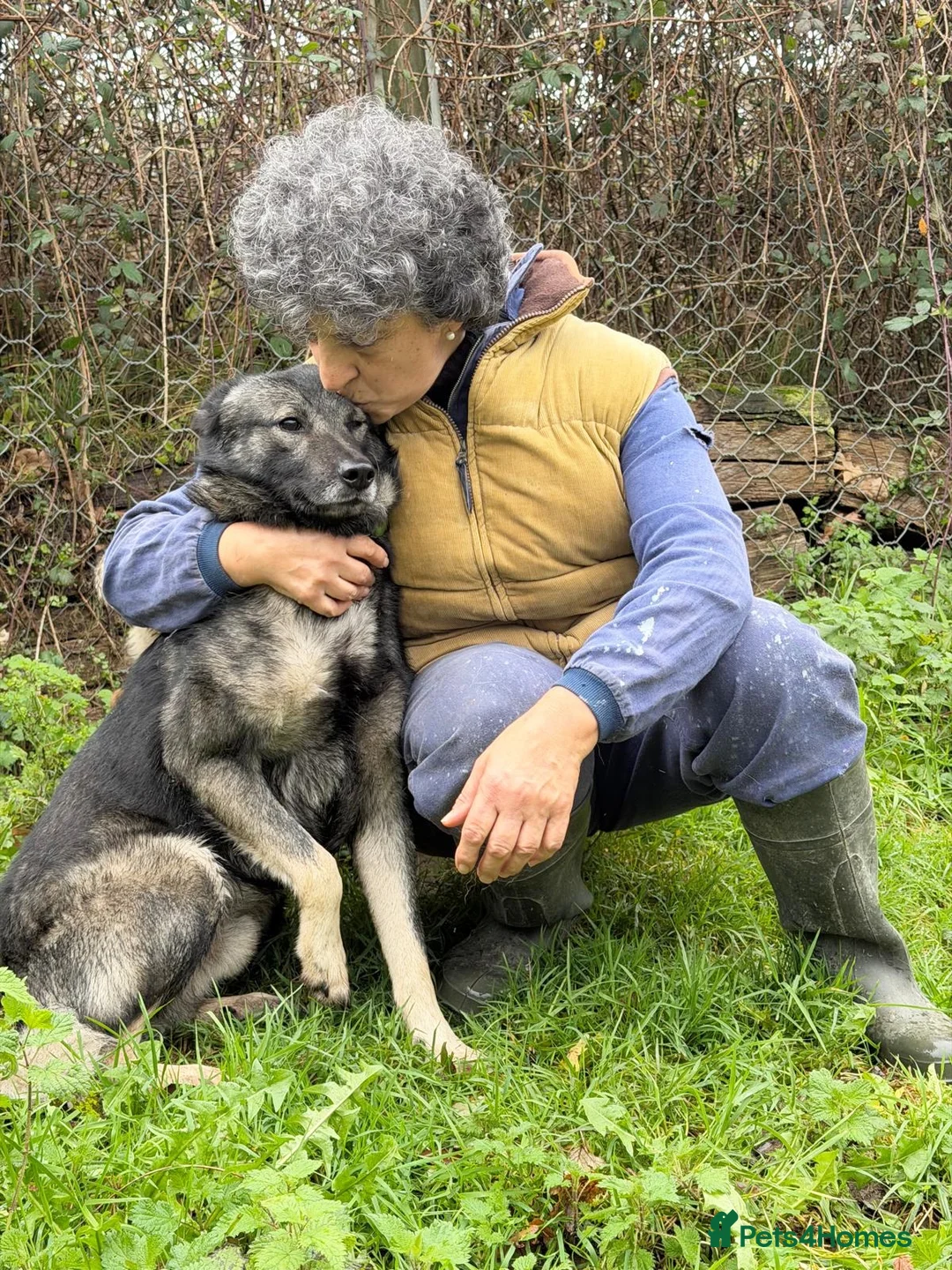 Mixed Breed dogs for adoption: Lobito in Alfreton - Advert 6