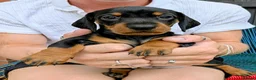 Dachshund dogs for sale: LET DOWN ON LAST PUPPY DACHSHUND  - Advert 8