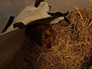 Guinea Pig rodents 2 Male Guinea Pigs - Advert 1