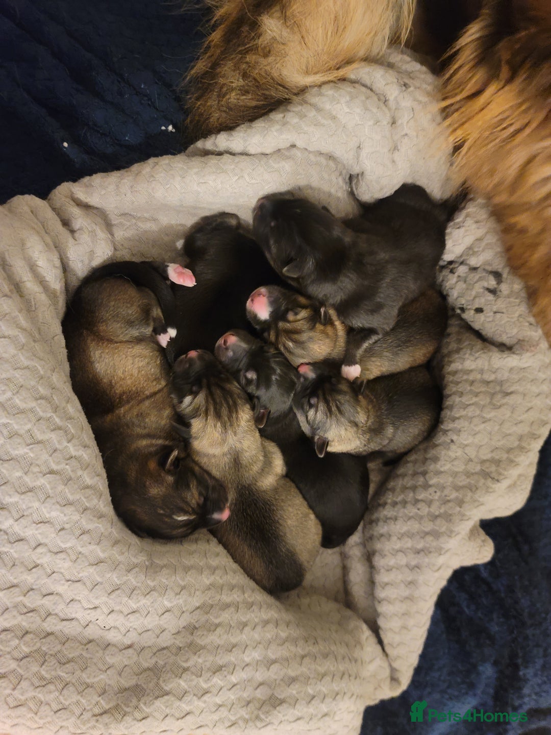 Shepsky dogs for sale: Shepsky Puppies - Advert 5