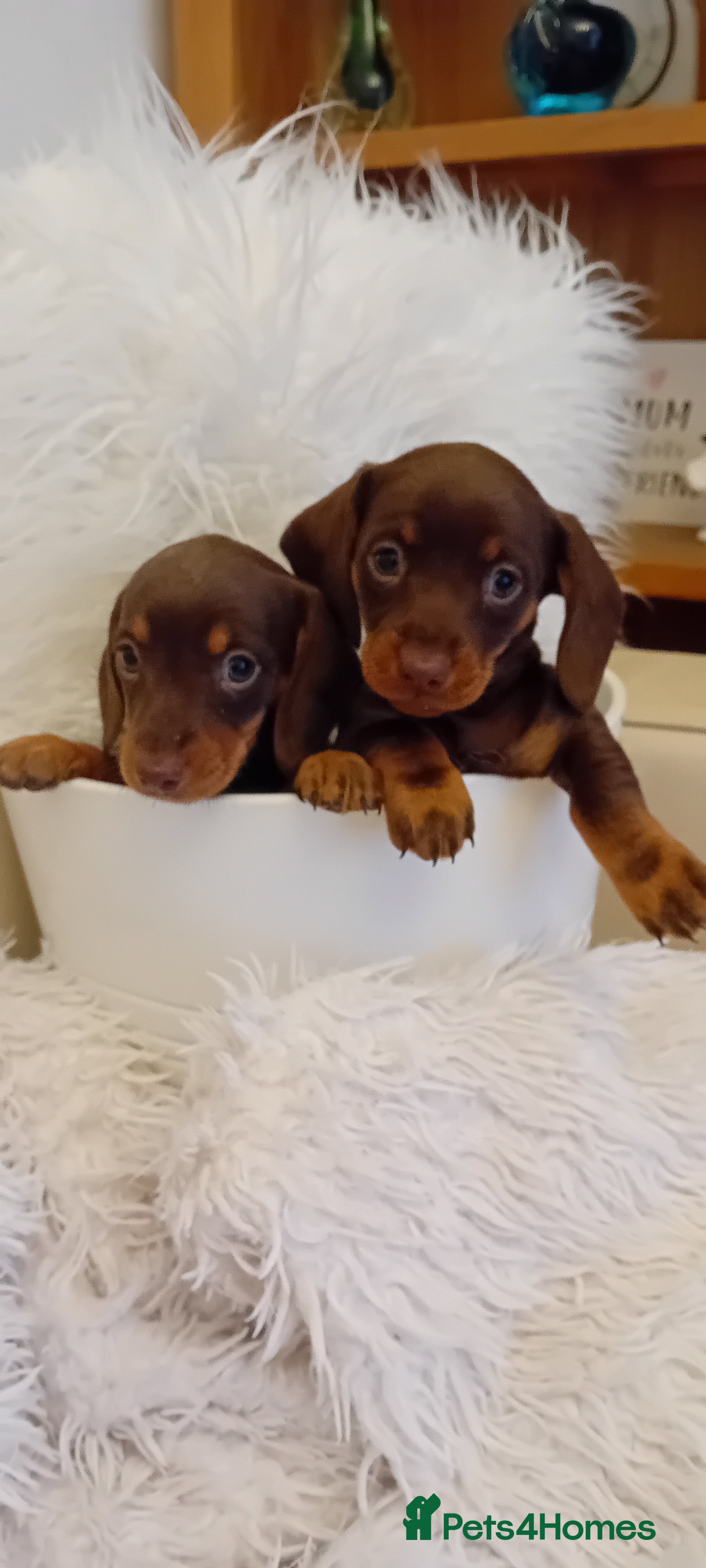 Miniature Dachshund dogs Chocolate and tan  girls - Advert 2