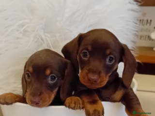 Miniature Dachshund dogs Chocolate and tan girls - Advert 13