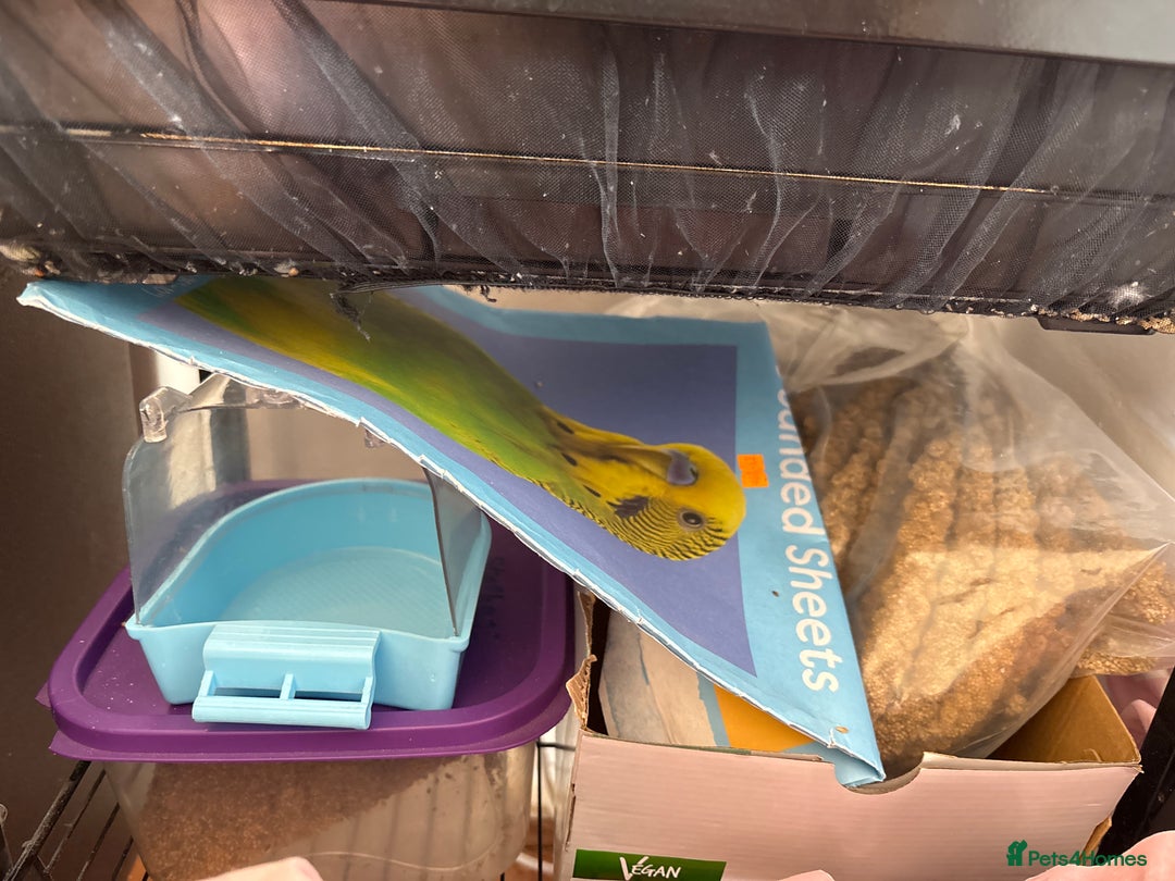 Budgerigars birds for sale: 2 male budgies - Image 4