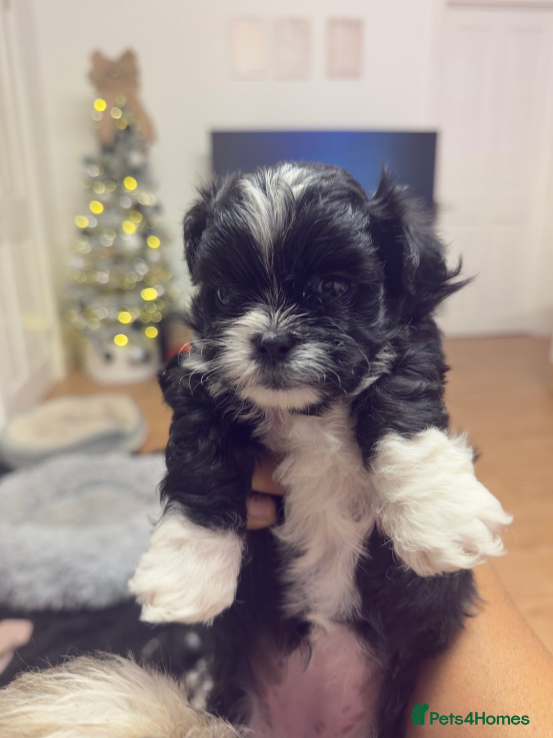Shih Tzu dogs for sale: Shih Tzu Puppies – Vaccinated & Ready 30 Dec - Advert 3