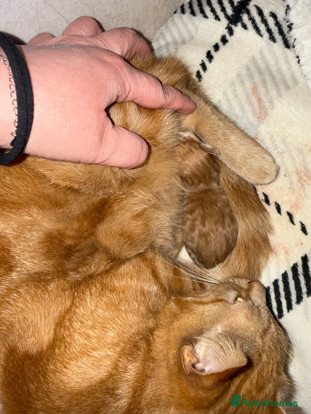 British Shorthair cats for sale: Beautiful ginger kitten  - Advert 3