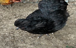 Chickens poultry for sale: Silkie and other chicks,growers and layers - Image 28