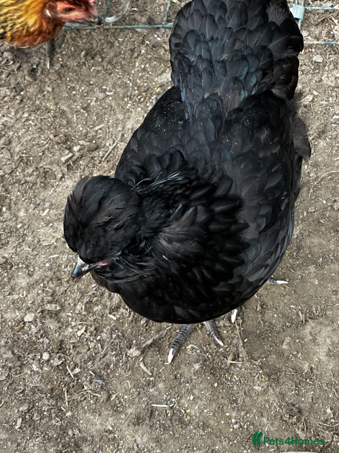 Chickens poultry for sale: Silkie and other chicks,growers and layers - Image 28