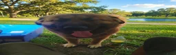 Caucasian Shepherd Dog dogs for sale: Adult female caucasian shepherd dog  - Advert 1