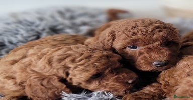 Miniature Poodle dogs - Advert 15