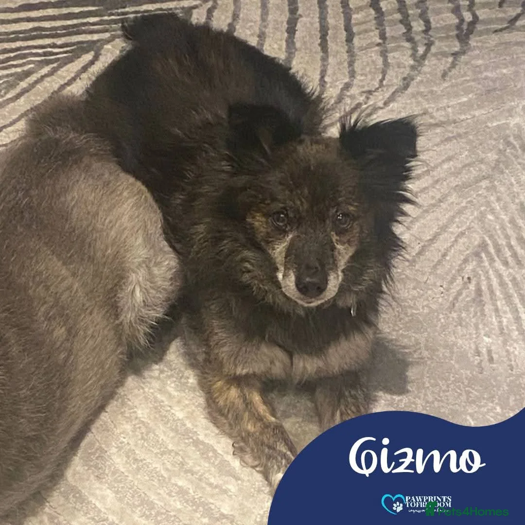 Mixed Breed dogs for adoption: Meet Gizmo, currently residing in Lancashire  - Advert 1