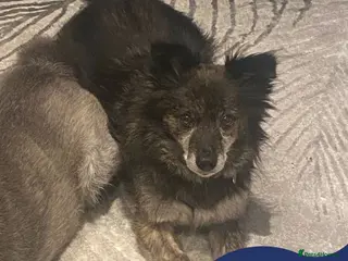 Mixed Breed dogs Meet Gizmo, currently residing in Lancashire - Advert 1