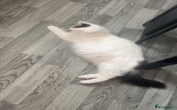 Mixed Breed cats for sale: Beautiful white female kitten with black tail.  - Image 4