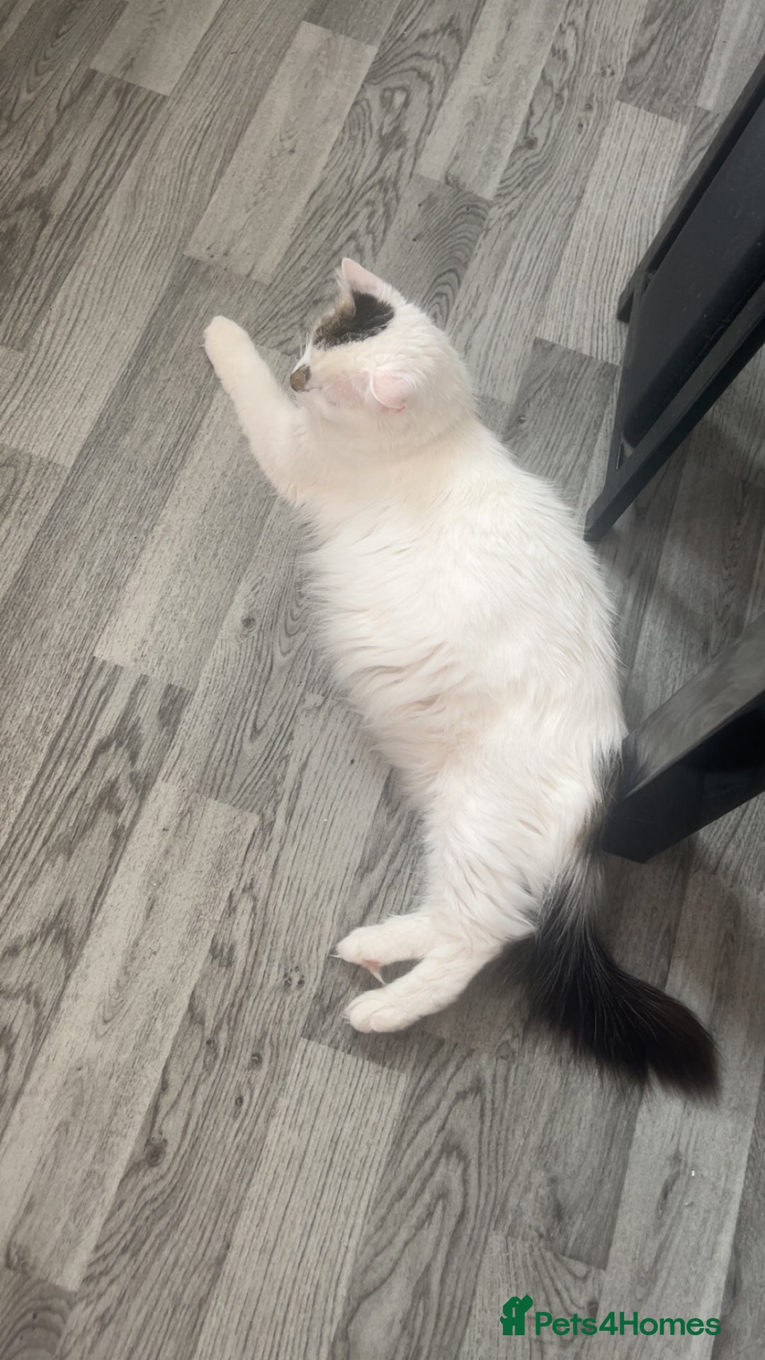 Mixed Breed cats for sale: Beautiful white female kitten with black tail.  - Image 4