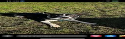 Border Collie dogs for sale: Rex in need of a new family  - Advert 7