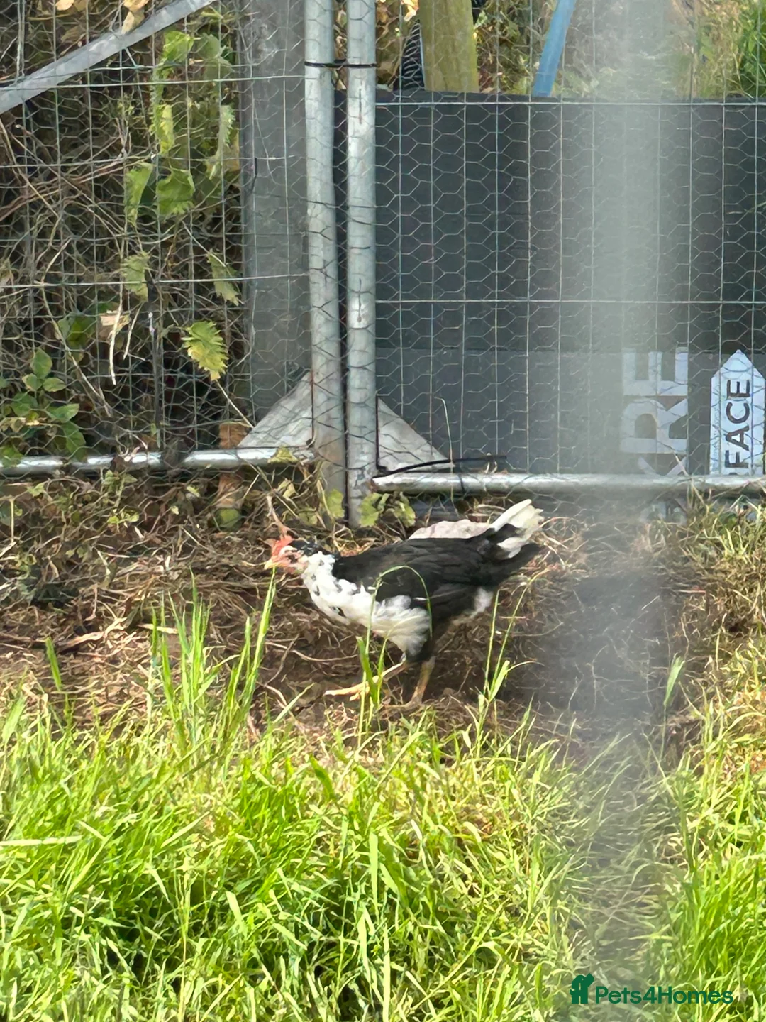 Chickens poultry for sale: Exchequer leghorn pullets and cockerels  - Advert 3
