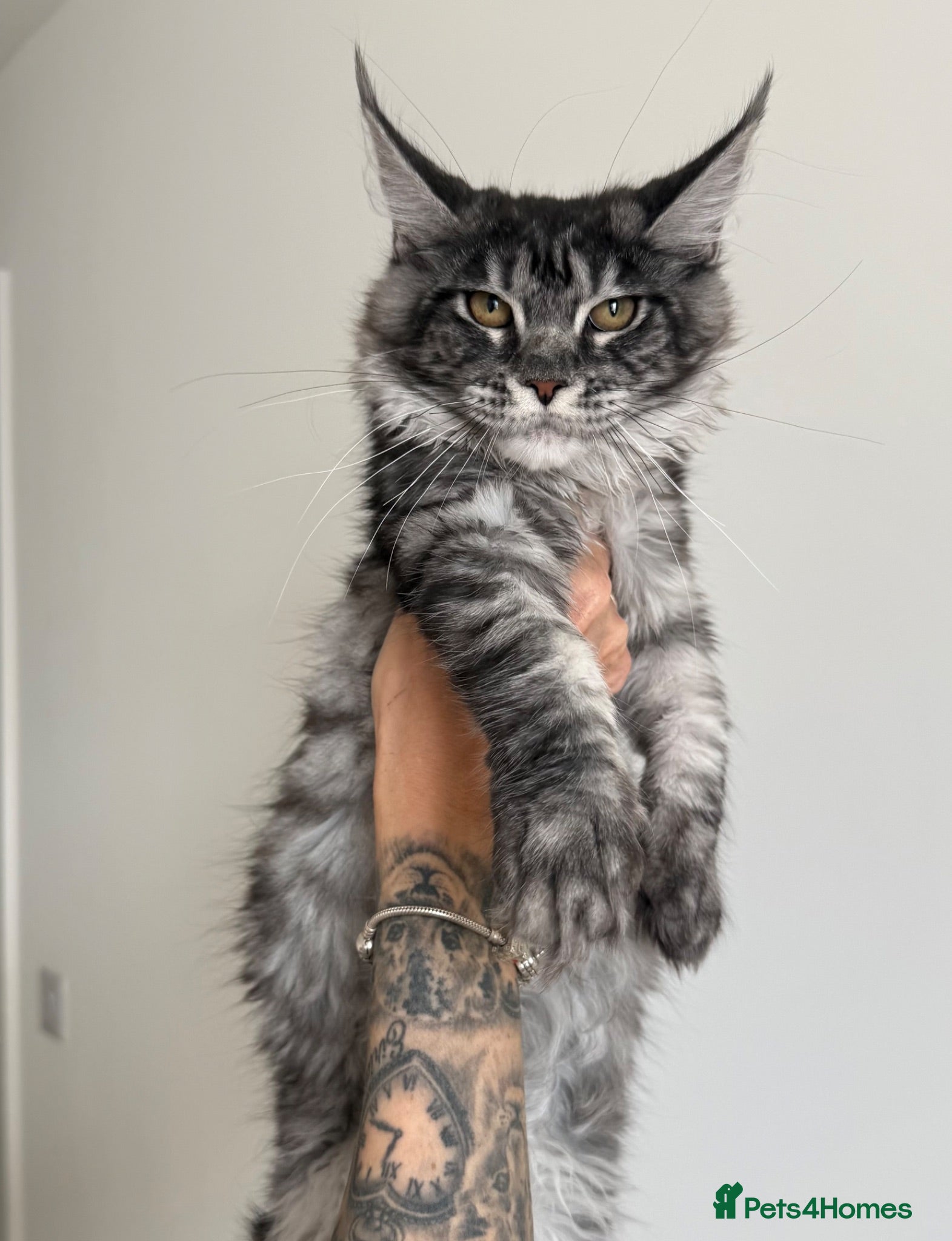 Maine Coon cats Champion line kittens 🥰 Ready to go☺️ - Advert 1