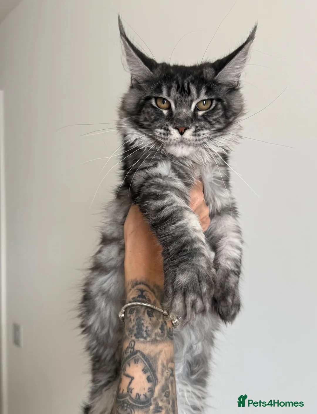 Maine Coon cats for sale: Champion line kittens 🥰 Ready to go☺️ - Advert 1