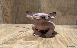 Sphynx cats for sale: Kittens sphinx Canadian girl blue eyes  - Image 6