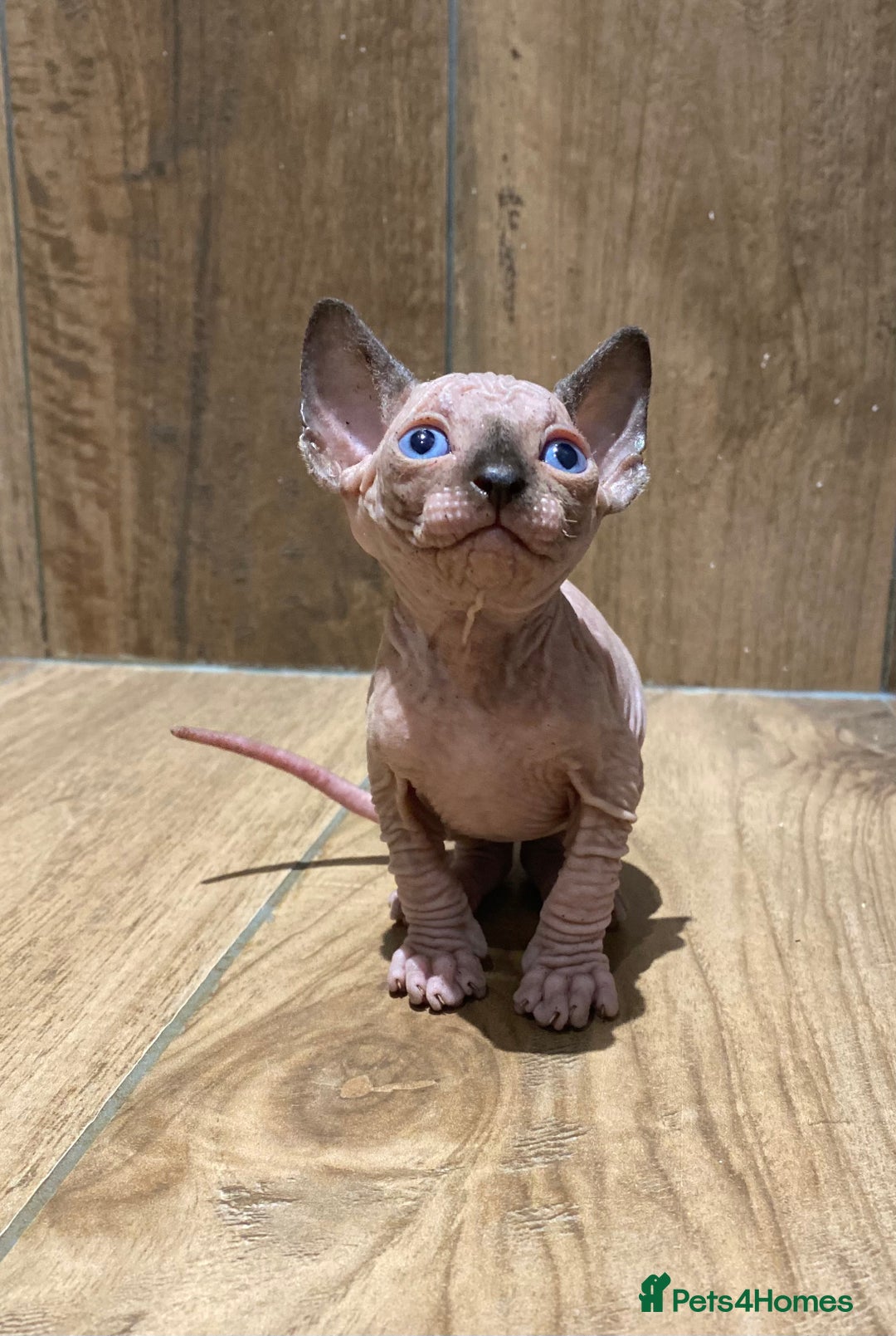 Sphynx cats for sale: Kittens sphinx Canadian girl blue eyes  - Image 6