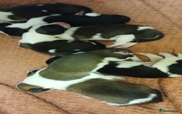 Border Collie dogs for sale: My babies  - Image 7