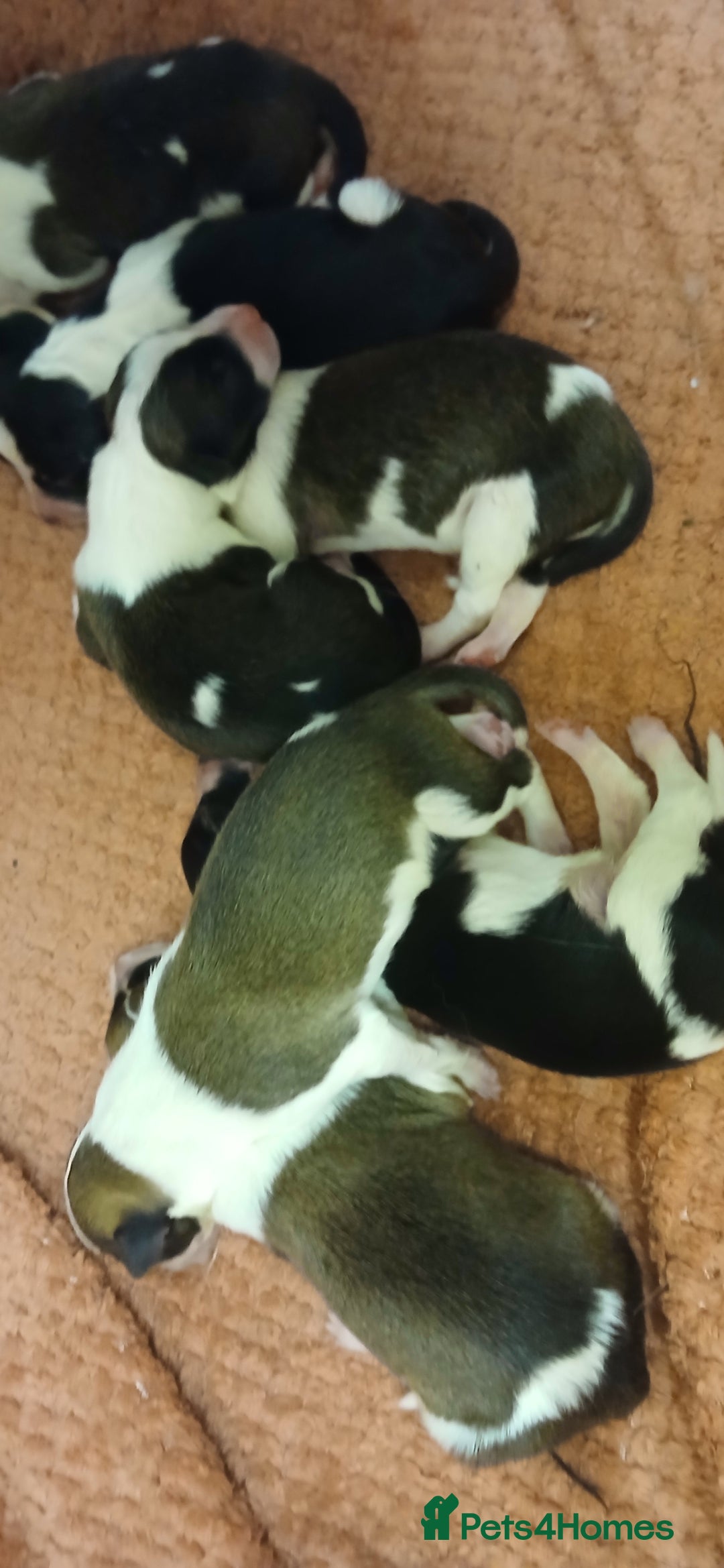 Border Collie dogs for sale: My babies  - Image 7