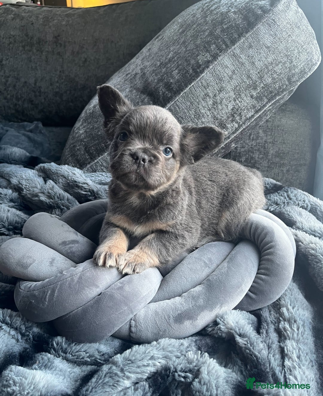 French Bulldog dogs for sale: Beautiful full fluffy frenchies  - Advert 18