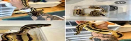 Python Snake reptiles for sale: VERY FRIENDLY Pastel Pied-bright yellow - Advert 4