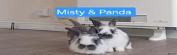 Mini Lop rabbits for sale: 4 adorable babies  - Advert 9
