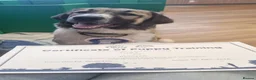 Mixed Breed dogs for adoption: 🐾Tuke  - Advert 8