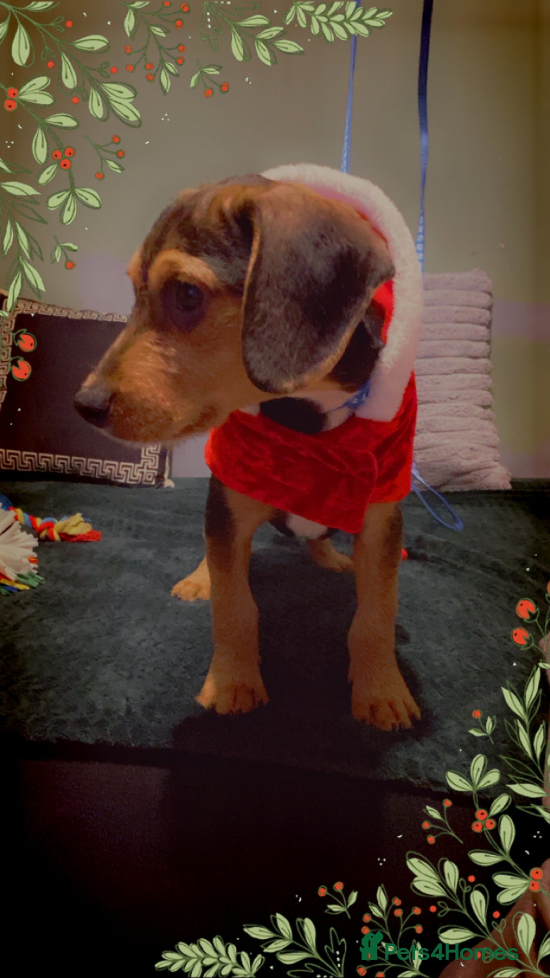 Bocker dogs for sale: Cocker spaniel x beagle pup  - Advert 2